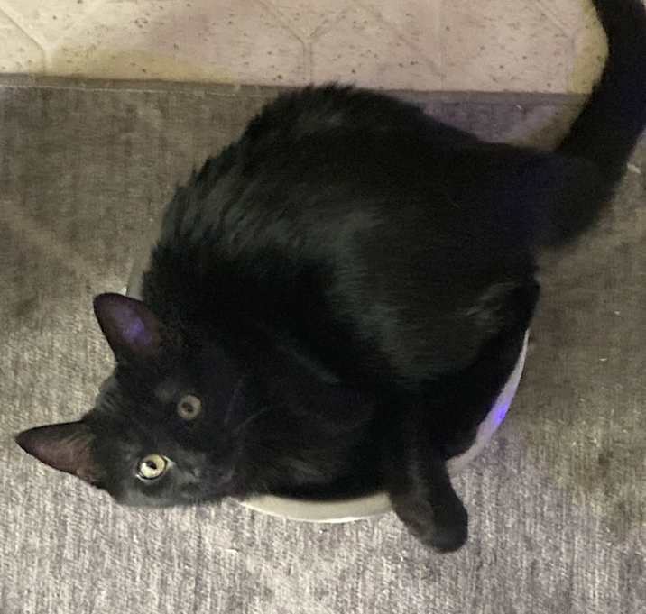 Photo of Callie