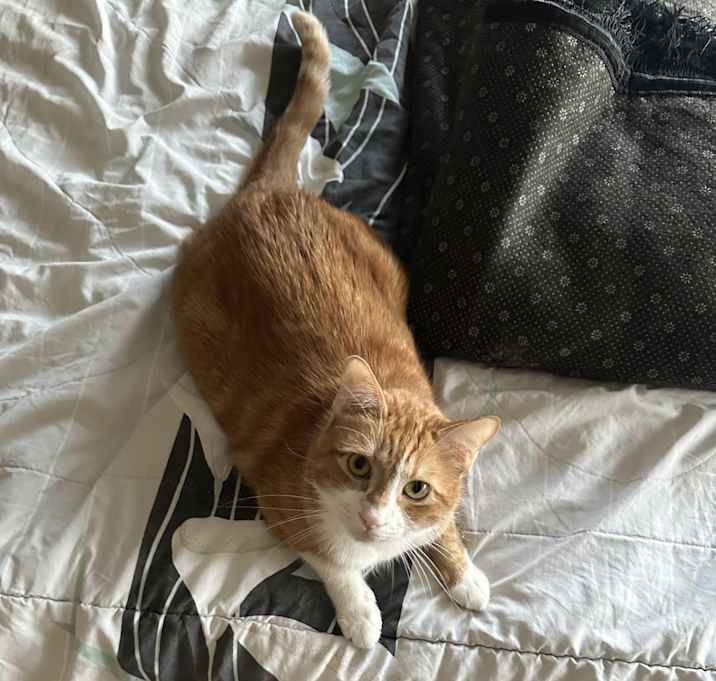 Photo of Simba