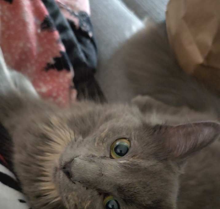 Photo of Cleo