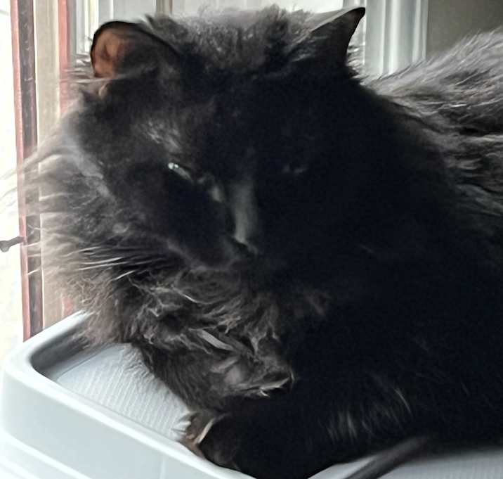 Photo of Smokey