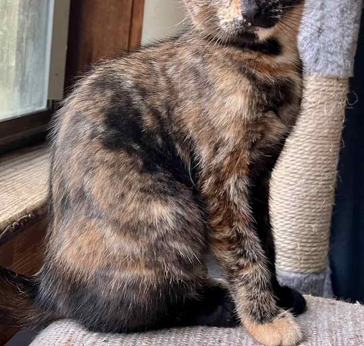 Photo of Dixie
