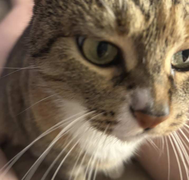 Photo of Freya