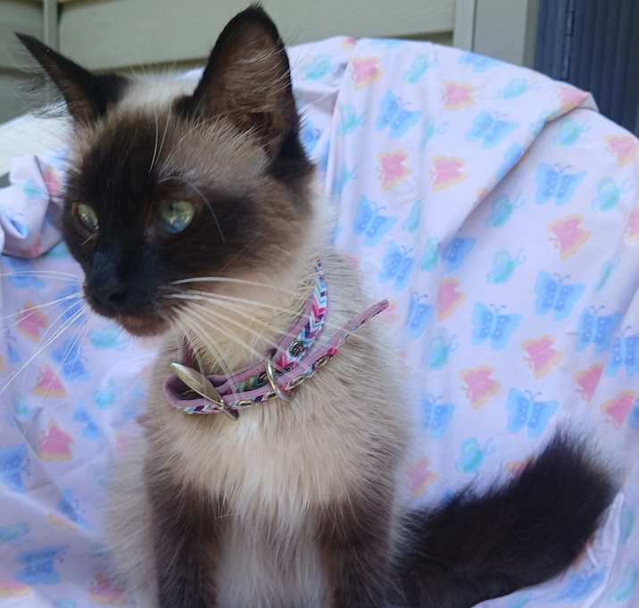 Photo of Meelah
