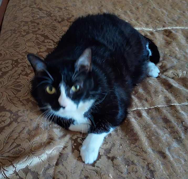 Photo of Peanut