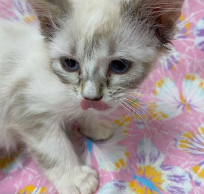 Photo of Tinkerbell