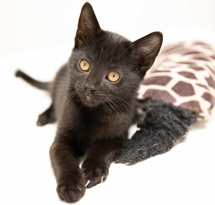 Photo of Silk