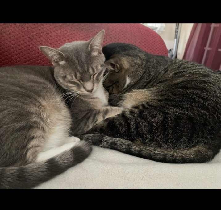 Photo of Tobi (M) & Winter (F)