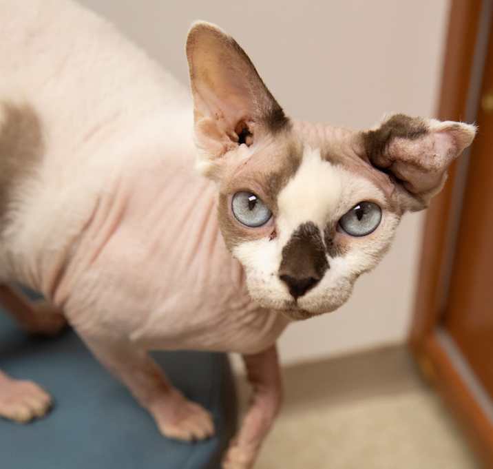 Photo of White Diamond