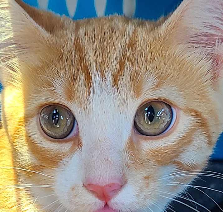 Photo of Finn