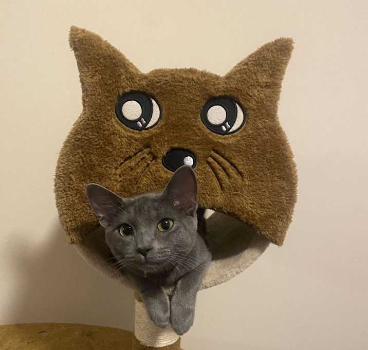 Photo of Tika Meowsala