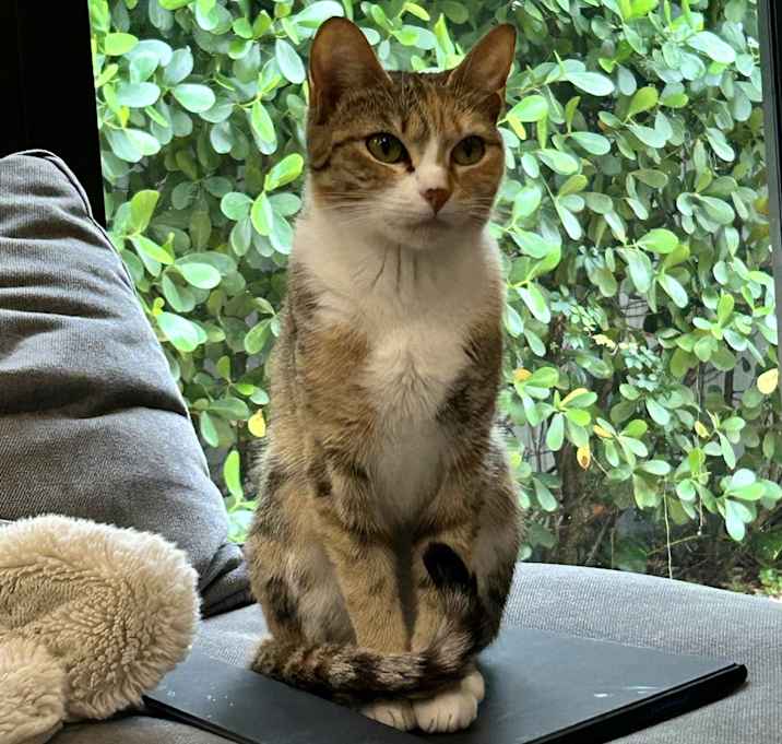 Photo of Gnocchi