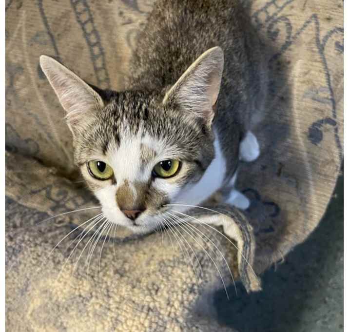 Photo of Ronin
