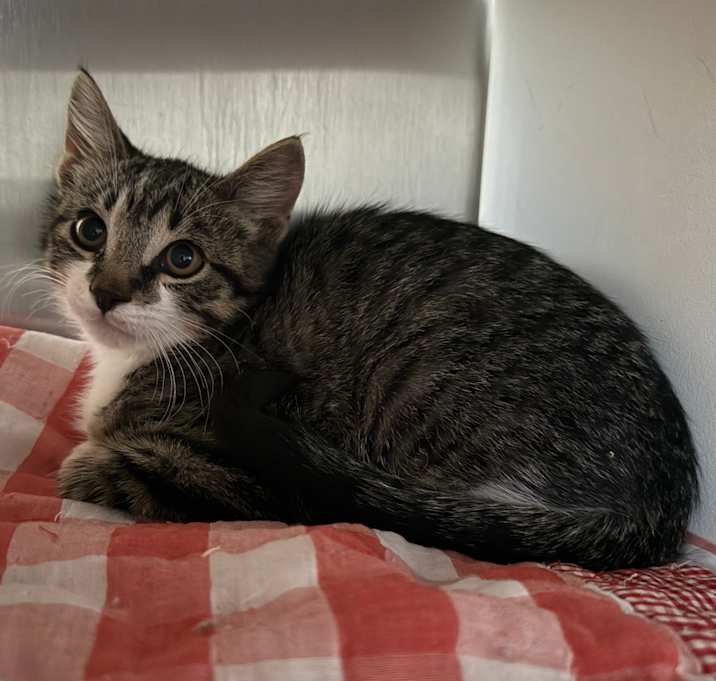 Photo of Buddy