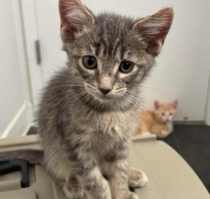 Photo of Little Joe from Kokomo