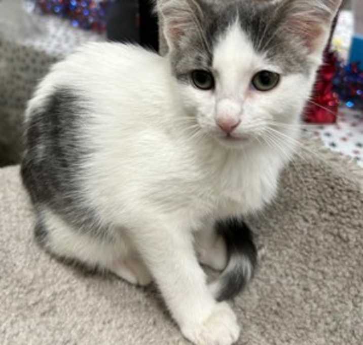 Photo of Biscuit