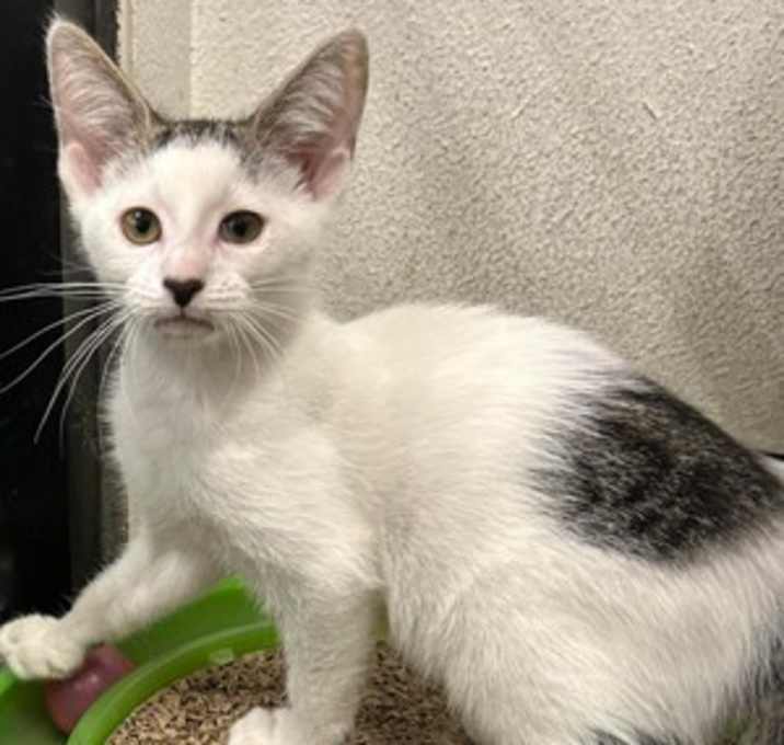 Photo of Maple