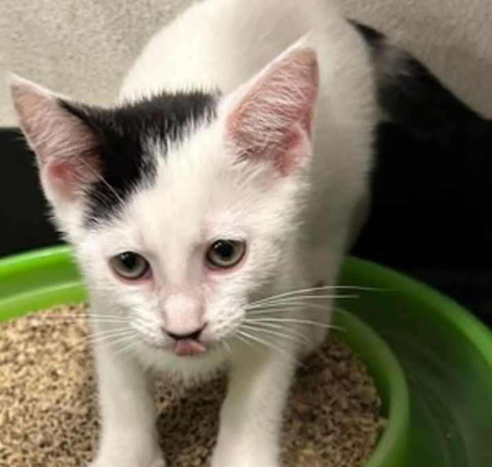 Photo of Sugar