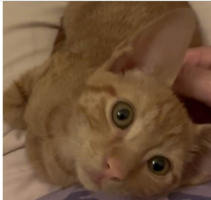 Photo of Churro