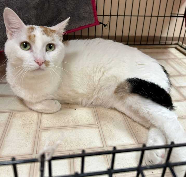 Photo of Aspen (Steger)