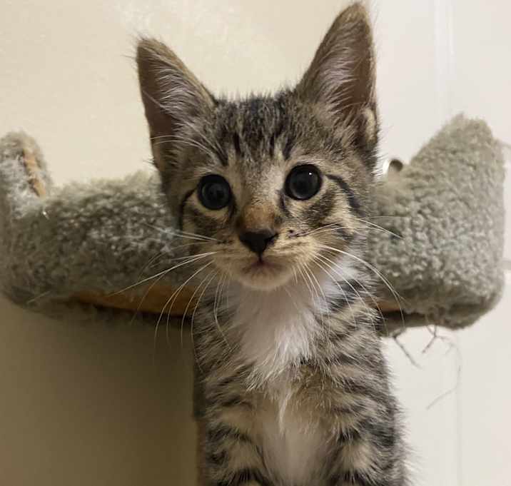 Photo of Fig