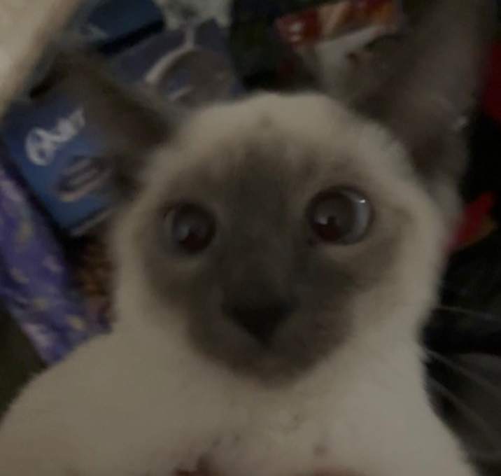 Photo of Fluffy