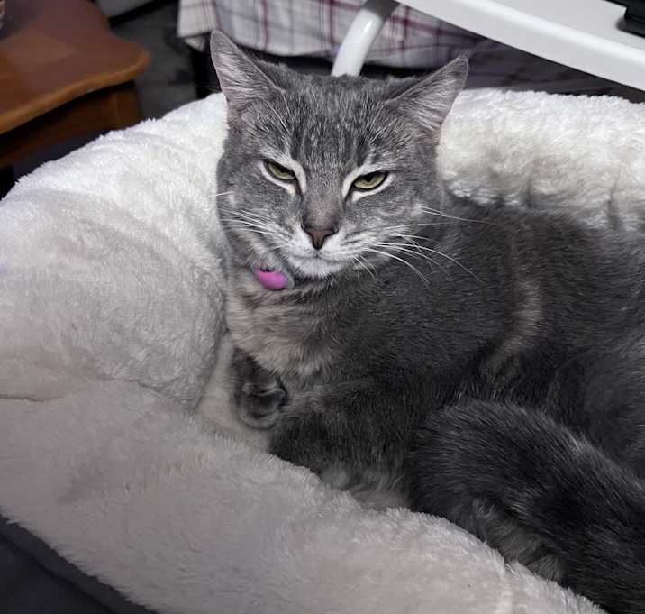 Photo of Roxy