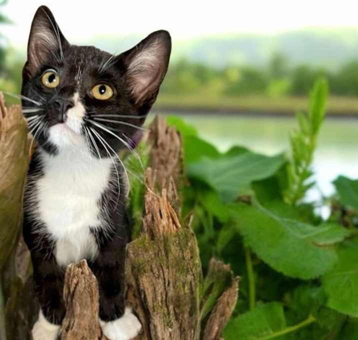 Photo of Fresca