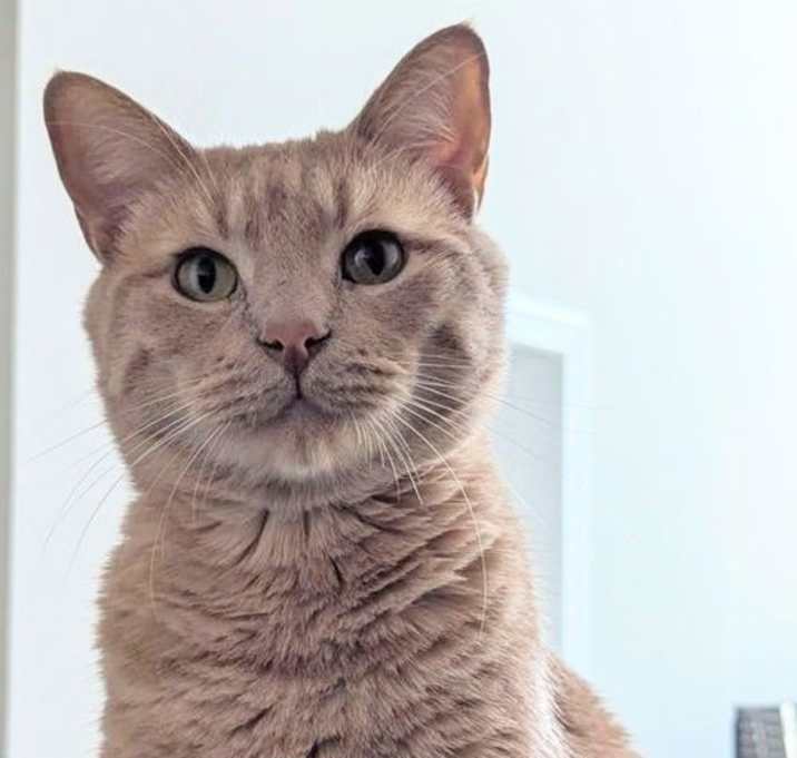 Photo of Peanut