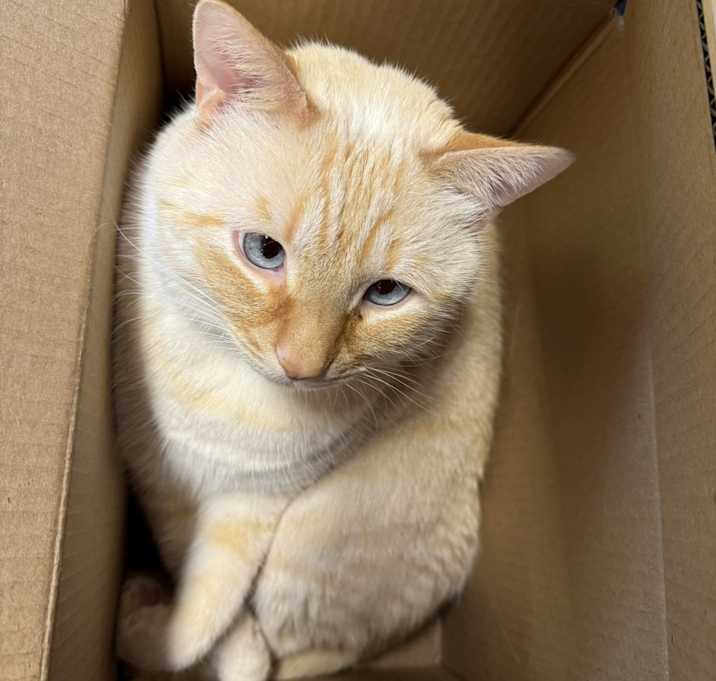 Photo of Cotton