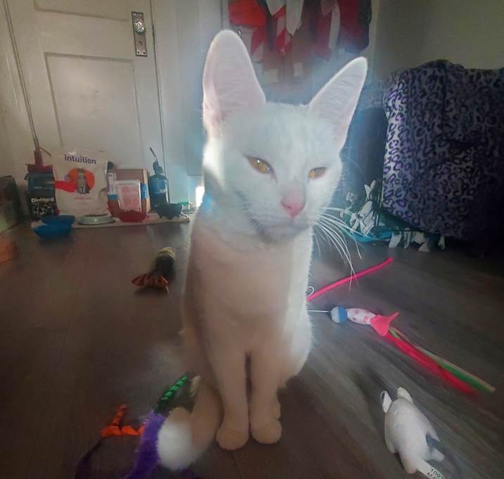 Photo of Snowy