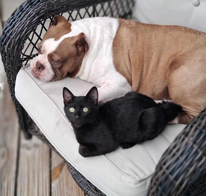 Photo of T'Challa