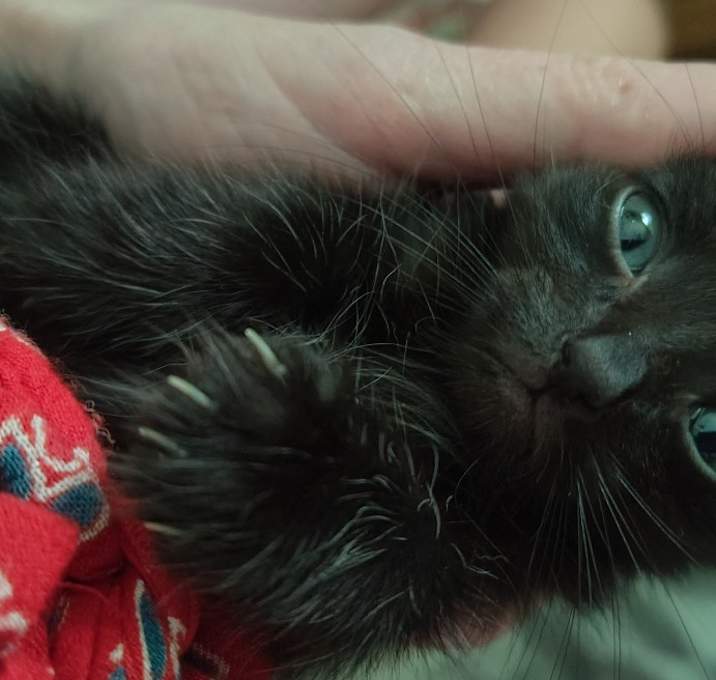 Photo of Gizmo