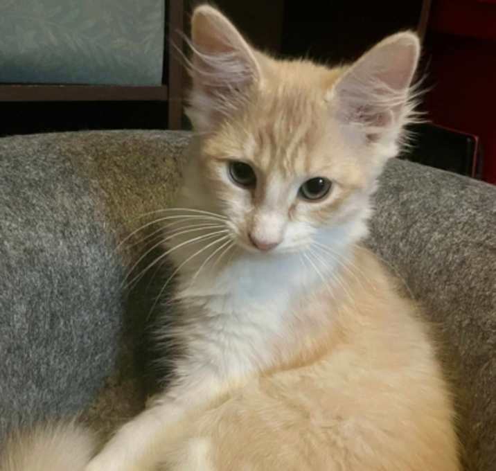 Photo of Buttercup
