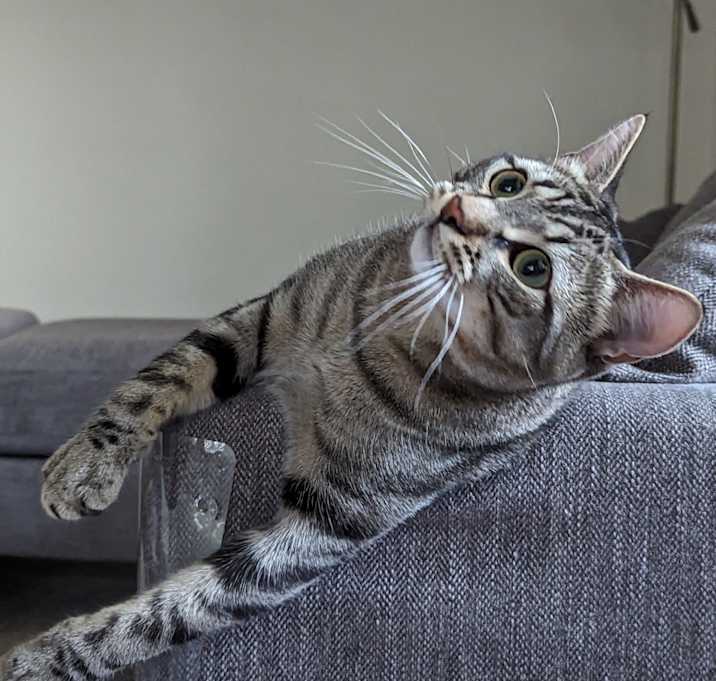 Photo of Basil