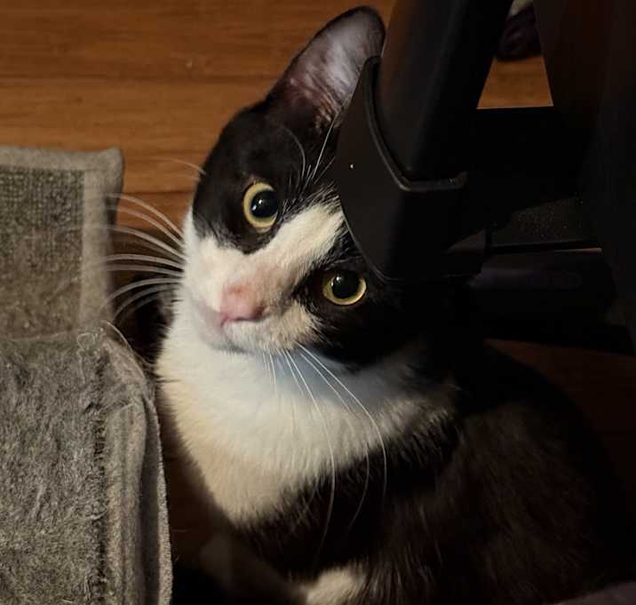 Photo of Martini