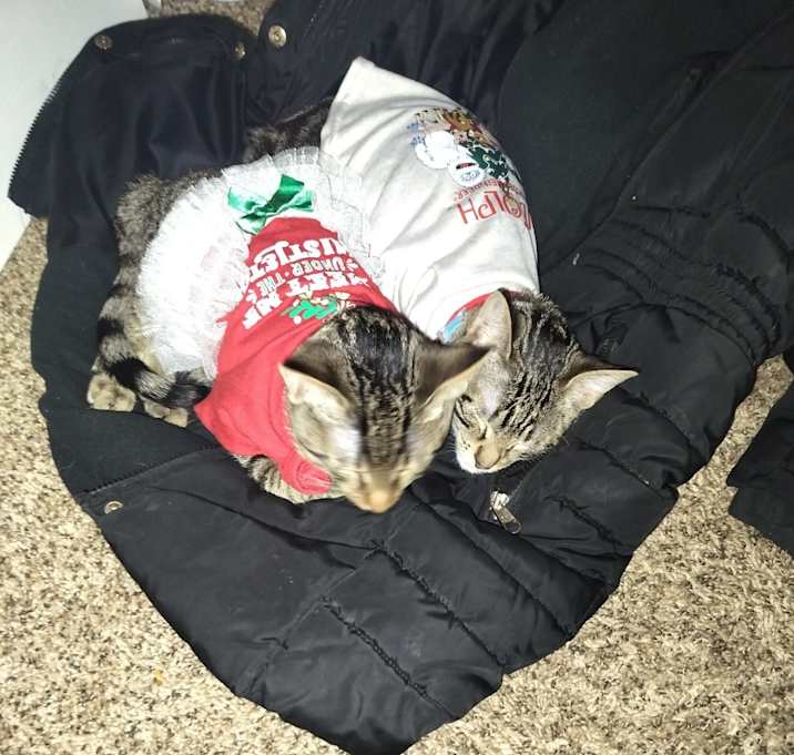 Photo of Juno and Beenie