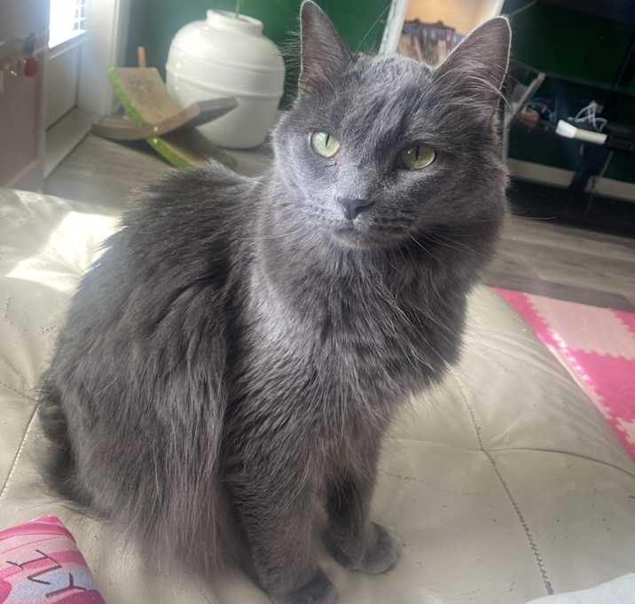Photo of Loki