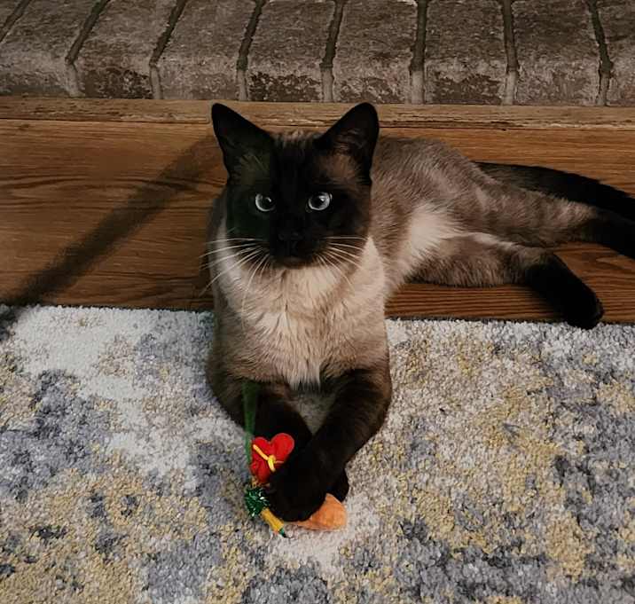 Photo of Pawl