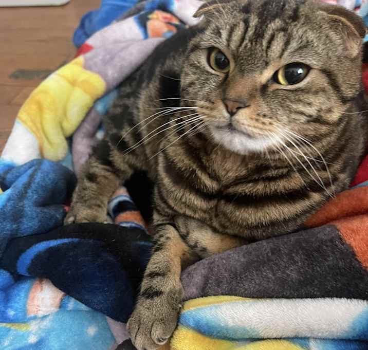 Photo of Mochi