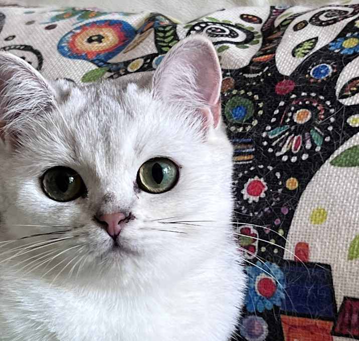 Photo of Sophia