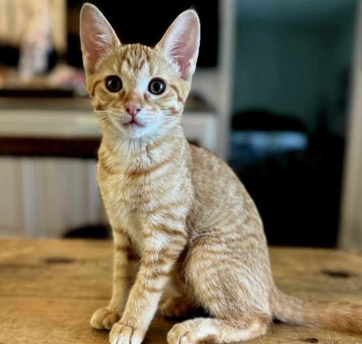 Photo of KITTEN LILY