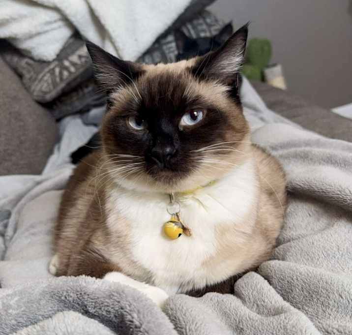 Photo of Muffin