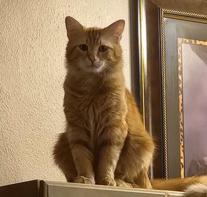 Photo of Simba