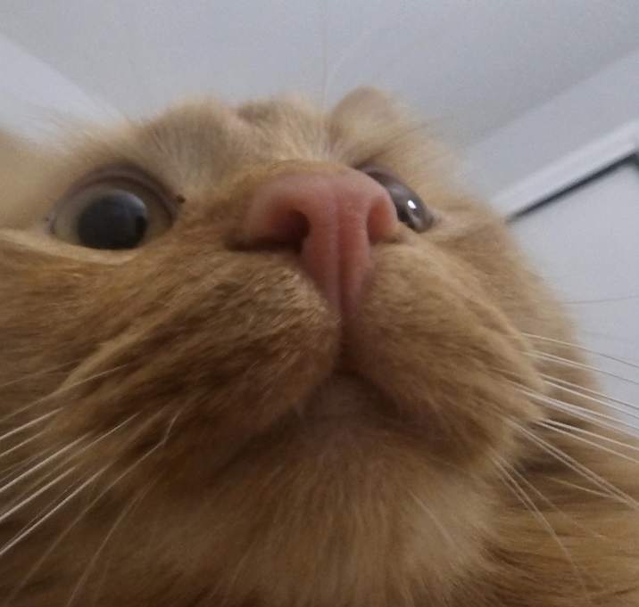 Photo of Peaches