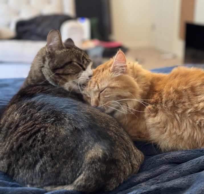 Photo of Jiminy and ruby