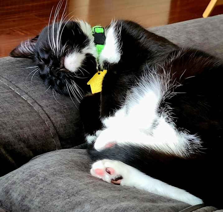 Photo of Zelda