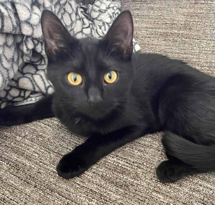 Photo of Izzy