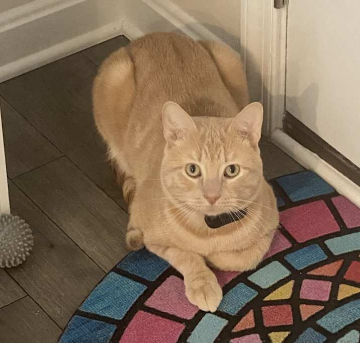 Photo of Kit Kat