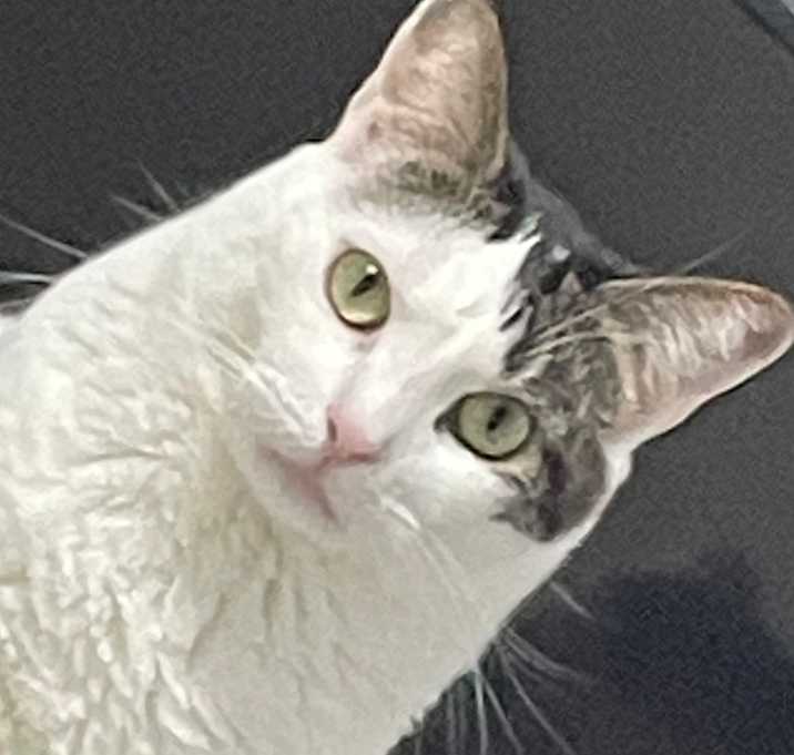 Photo of Penny