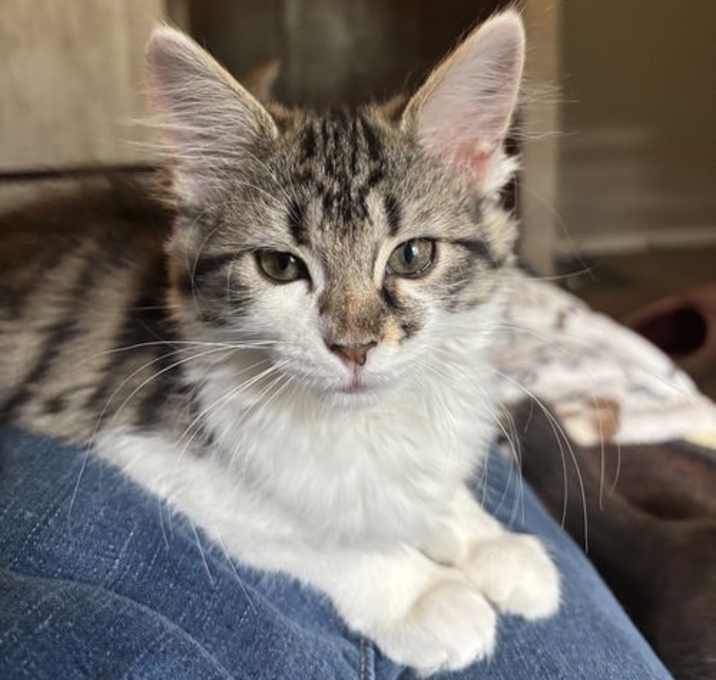 Photo of Primrose